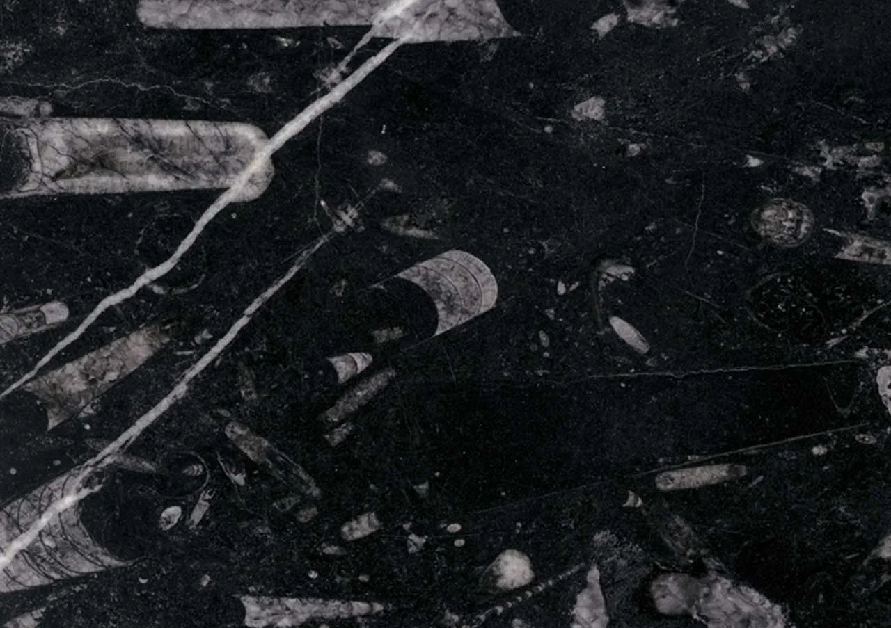 Fossil Black — prirodni kamen iz Italija