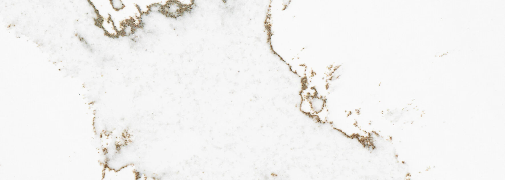 Calacatta Volegno — detalj materijala izbliza