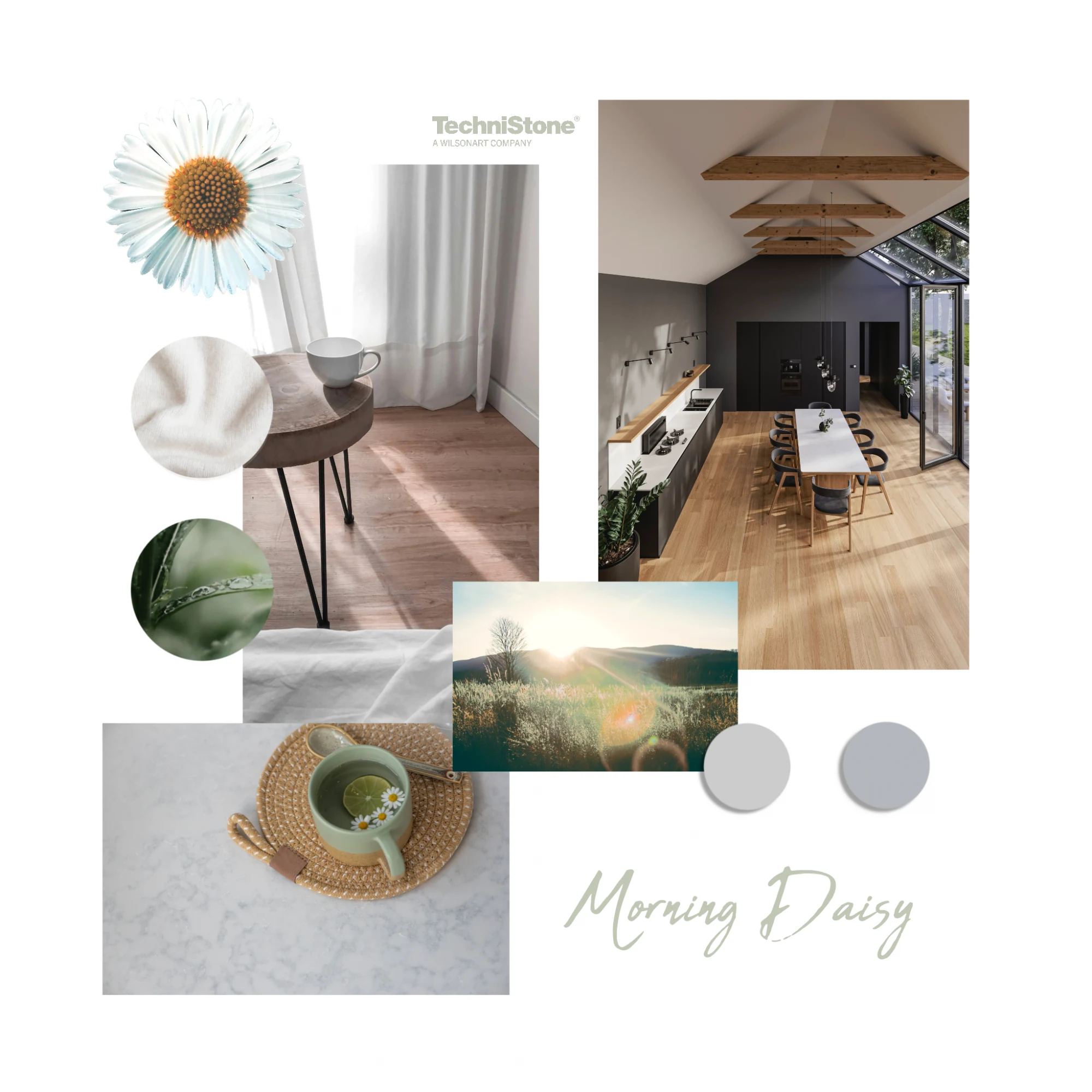 Morning Daisy — referenca 4